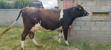Коровы, быки: Продаю | Корова (самка) | Монбельярд, Айрширская | На забой, Для молока | Племенные, Осеменитель, Стельные