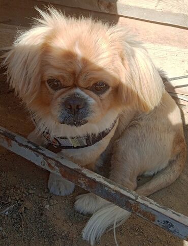 İtlər: Pekines, 5 ay, Erkek, Peyvəndli, Ünvandan götürmə