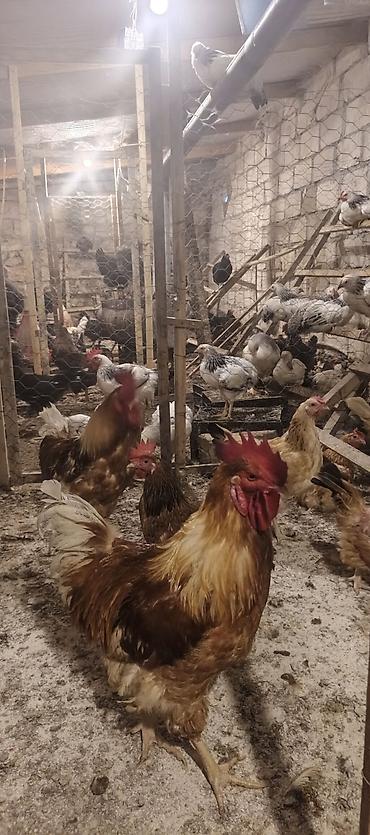 alman afçarkasi: Orjinal ətlik və ildə 300+ yumurta verən lohmanbrovn alman toyuq cinsi — 3