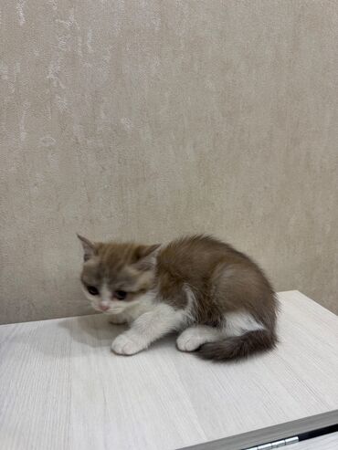 Pişiklər: Şotland, Dişi, Erkək, Ödənişli çatdırılma, Ünvandan götürmə — 7