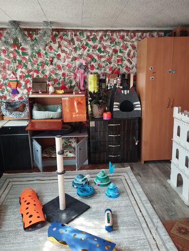 феникс бишкек: Гостиница для кошечек и маленьких собачек до 5 кг Предлагаем