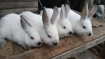 продаю до: Продаю | Крольчиха (самка), Кролик самец, Крольчата | Калифорнийская | Для разведения | Племенные