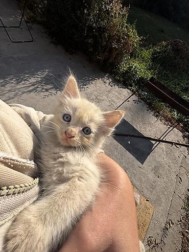 белая вислоухая кошка: Кошка даром: Беспородная, 1 месяц, Мальчик, Приучена к лотку — 2