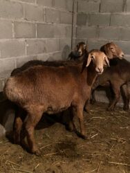 срочно продаю в связи с переездом: Сатам | Ургаачы кой (ургаачы) | Аргын | Союуга