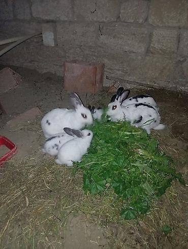 bakida cins ineklerin satisi: Dovşan Balaları Temiz ev dovşanlaridi Təbii məhsullarla qidalanırlar — 2