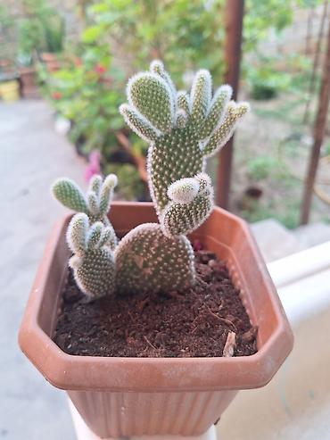 xoruz otu bitkisi: Böyük qapalı bitki və sükulent dəsti - Begonia maculata (benekli — 7