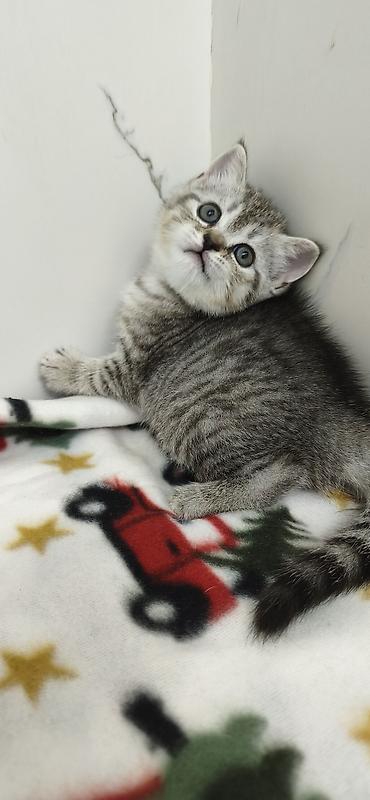 Продажа кошек: Продаются шотландские котята. Две девочки. Дата рождения 26/01/2026 — 7