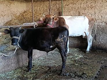 бельгийская корова: Продаю | Корова (самка) | Для молока | Осеменитель — 3