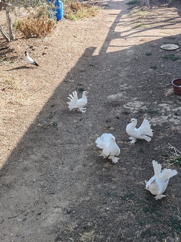 ev göyərçinləri: Ağ rəngli göyərçinlərin təki 25 azn, cütü isə 50 azn'dır Quyruğu qara