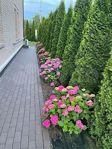 беседка сколько стоит: Туя западная (Thuja occidentalis) для живых изгородей и топиарной — 6