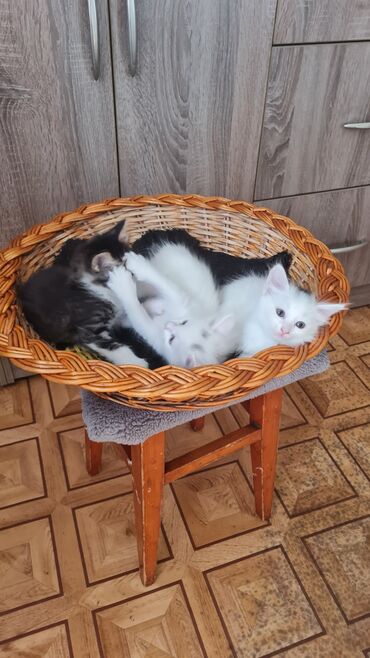 котята рэгдолл: Беспородная, 1 месяц, Мальчик, Биколор, Приучена к лотку