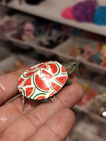 Digər heyvanlar: Qırmızı yanaq su tısbağalar. Şəkillərdə müxtəlif naxışlı, dekorativ — 4