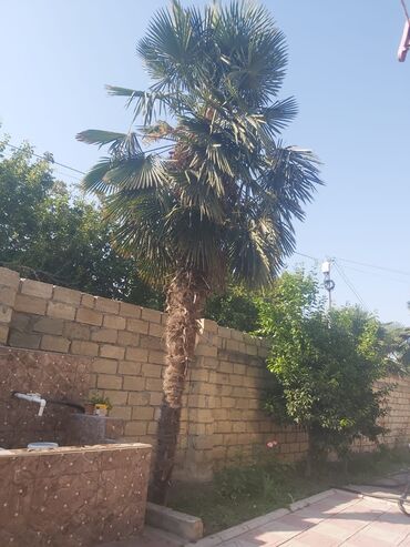 Quruducular: Palma🌴 ağacları satılır, tam sağlamdır, çatdırılma yoxdur, qisməti