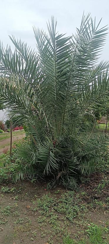 ana ari satisi 2026: Xurma palmı – dekorativ bağ bitkisi - Növ: Phoenix dactylifera (xurma — 4
