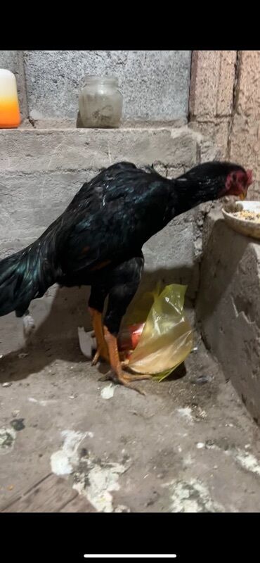 домик для кур: Сатам | Короздор | Тебиштирүүчү | Көбөйтүү үчүн