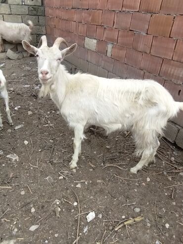 Keçi, çəpiş: Keçilər dəsti satılır – ümumi 6 baş • 1 baş hələpnən × sanen dönməsi — 8