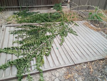 чакыруу баракчасы: Самовывоз тушуп бералам