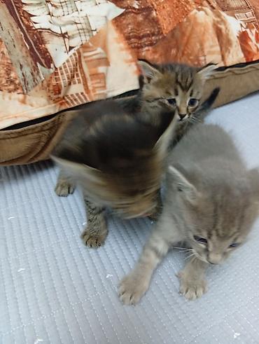 бенгальские кошки бишкек: Котята домашние, пушистые комочки радости. В помёте несколько малышей — 1