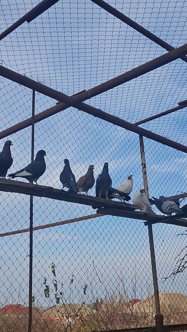 Göyərçinlər: Satılır — 7