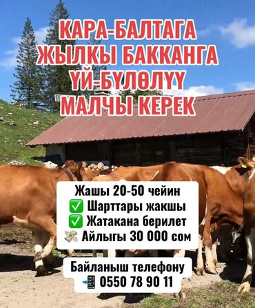 мачы керек: Талап кылынат Чабан, Төлөм Ай сайын