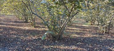Torpaq sahələrinin satışı: 58 sot, Kənd təsərrüfatı, Barter mümkündür, Kupça (Çıxarış) — 12