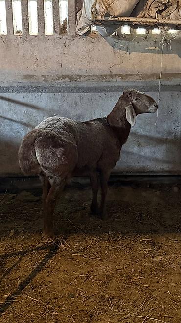 Баран, овца: Продаю | Баран (самец) | Арашан | Для разведения | Осеменитель, Племенные — 9