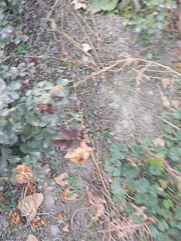 Другие садовые цветы и кустарники: Саженцы садовых роз и хризантем - Розы чайно-гибридные/флорибунда — 12