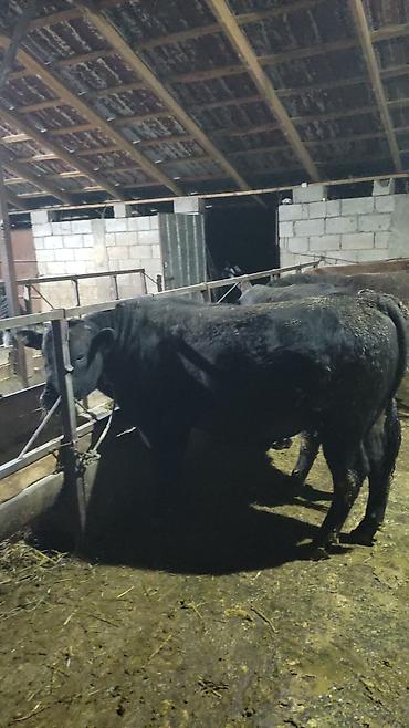 Коровы, быки: Продаю | Бык (самец) | На откорм — 19
