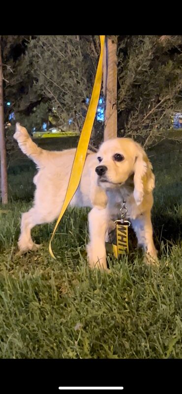 pomeranian satilir: Koker spaniyel, 7 ay, Erkek, Sənədli, Ödənişli çatdırılma, Ünvandan götürmə, Rayonlara çatdırılma