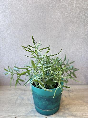 Денежное дерево: - Денежное дерево (Крассула овата) 70см — 2900 - Герань (Пеларгония) — 13