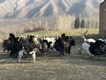 Индюки: Продаю | Индюк (самец) | Черный принц | Для разведения | Племенные — 9