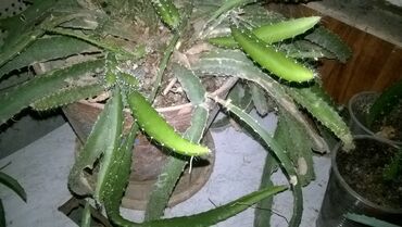 Комнатные растения: Продаются укорененные черенки кактуса "Красный дракон" - 200 сом за