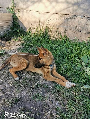 Продажа собак: Овчарка, 5 месяцев, Самка — 1