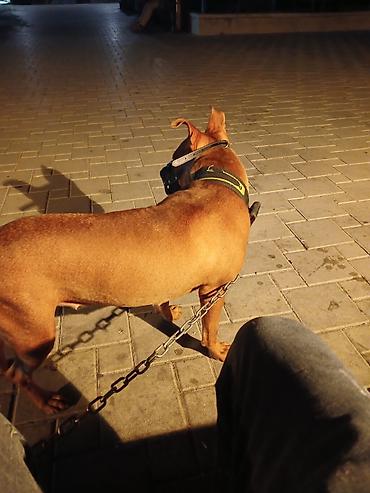 it sortu: Pitbul, 1 il, Dişi — 2