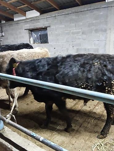 Коровы, быки: Продаю | Бык (самец) | На откорм | Привязанные — 5