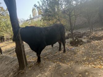 купить собаку объявления: Таза кандуу ангус огуз сатылат баасы 320мин ноокатта бою147 узуну2.30