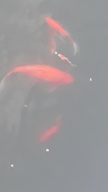 Akvariumlar: Yapon qizil baliqlari, hal hazirda hovoz seraitinde yasayirlar — 7