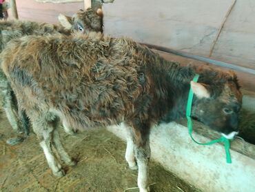 Коровы, быки: Продаю | Тёлка | Алатауская, Полукровка | Для разведения | После отела — 13