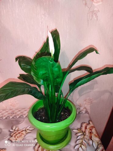 Otaq bitkiləri: Spatifium gülü (qadın xoşbəxtliyi ) qabiynan birlikdə satılır
