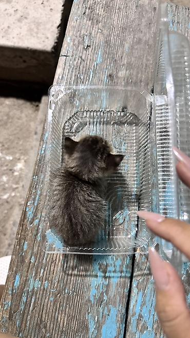 свинкс кошка: Срочно нашла котенка ищу ему передержку ему около 2 недель оставить — 4