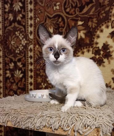 купить породистую кошку: Породистая 3-х месячная девочка, рождена 12 июля 2026 года. Порода — 1