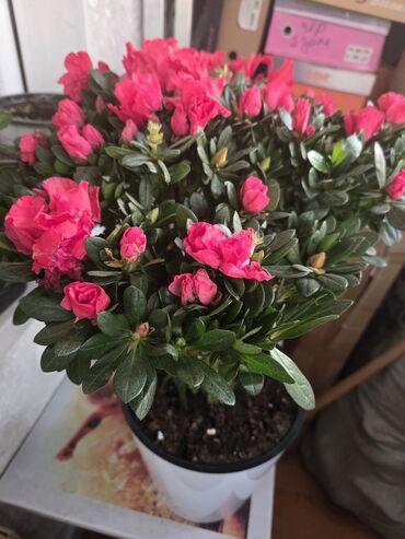 уход за садом: Комнатные растения в декоративных кашпо 1) Кустарник с плотной