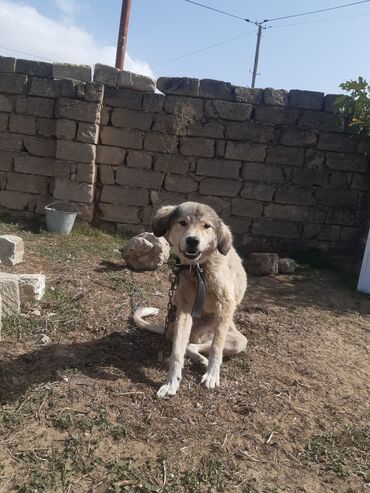 İtlər: KÖÇÜRÜK DEYƏ ÖZ İTLƏRİMDİ ETİBARLİ ƏLLƏRƏ VERİLİR SİYƏZƏNDƏN — 8