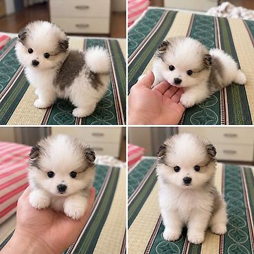 dişi labrador: Şpitz, 1 ay, Dişi — 3