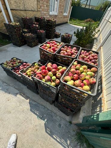 Продажа домов: Дом, 50 м², 2 комнаты, Собственник, Евроремонт — 11