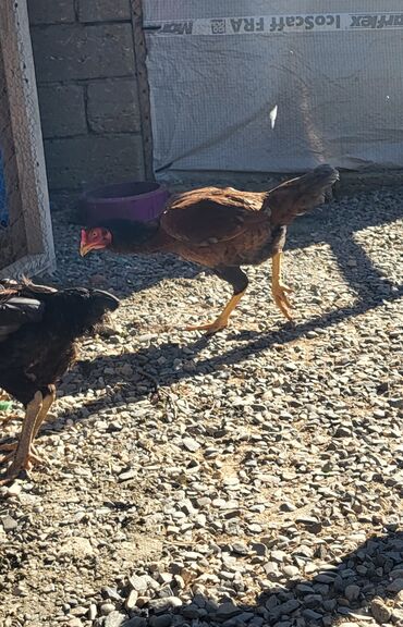 Xoruzlar: Xoruz, Heyratı, il: 1, Ünvandan götürmə — 20