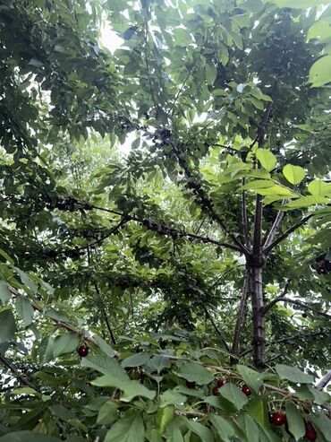 Torpaq sahələrinin satışı: Kənd təsərrüfatı, Kupça (Çıxarış) — 15