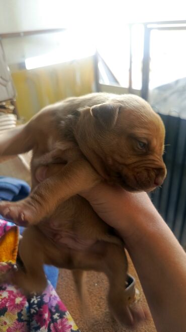 balaca it: Pitbul, 1 ay, Erkek, Peyvəndli, Ünvandan götürmə