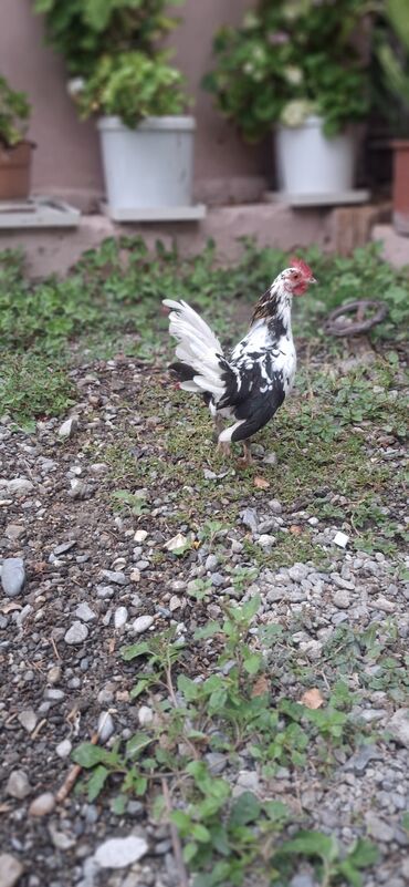 Pişiklər: Yaponka xoruzu 12 azn