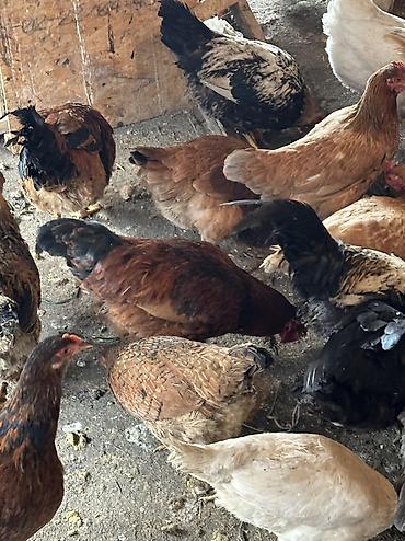 Птицы: Домашние куры — 11